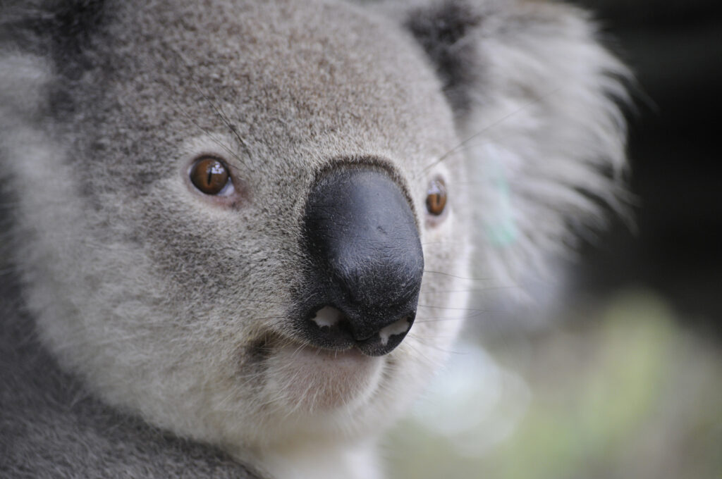 Nahaufnahme eines Koalas mit weichem grauem Fell und braunen Augen in natürlicher Umgebung.