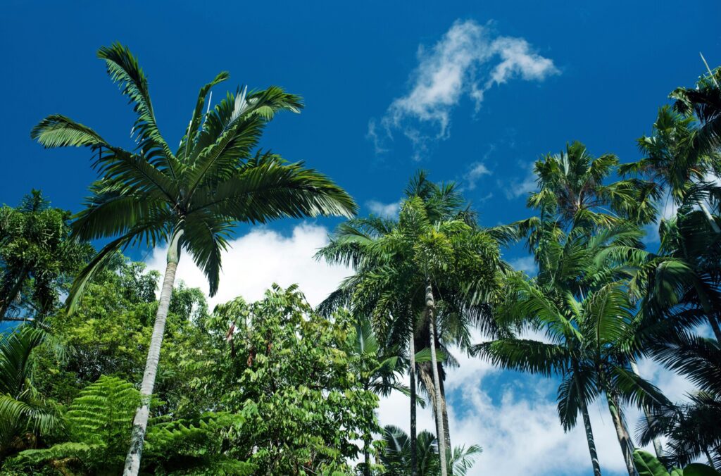 Tropische Palmen und üppige grüne Vegetation vor einem strahlend blauen Himmel mit weißen Wolken.